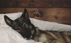 The Best In Dog Care Tips And Advice