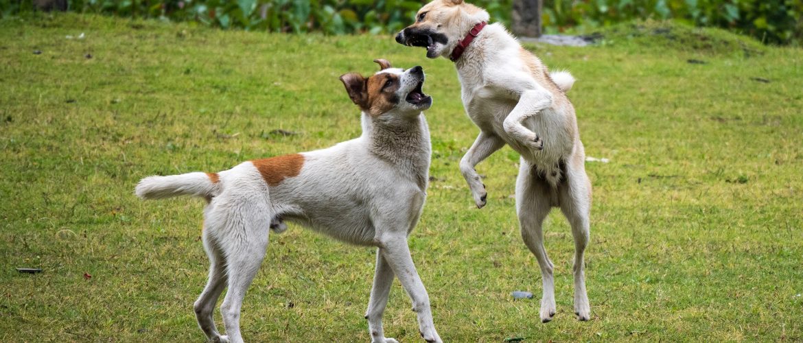 Learn The Simple Tips You Can Use To Train Your Wild Dog Into A Happy And Well-Mannered Friend!