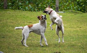 Learn The Simple Tips You Can Use To Train Your Wild Dog Into A Happy And Well-Mannered Friend!