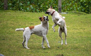 Learn The Simple Tips You Can Use To Train Your Wild Dog Into A Happy And Well-Mannered Friend!